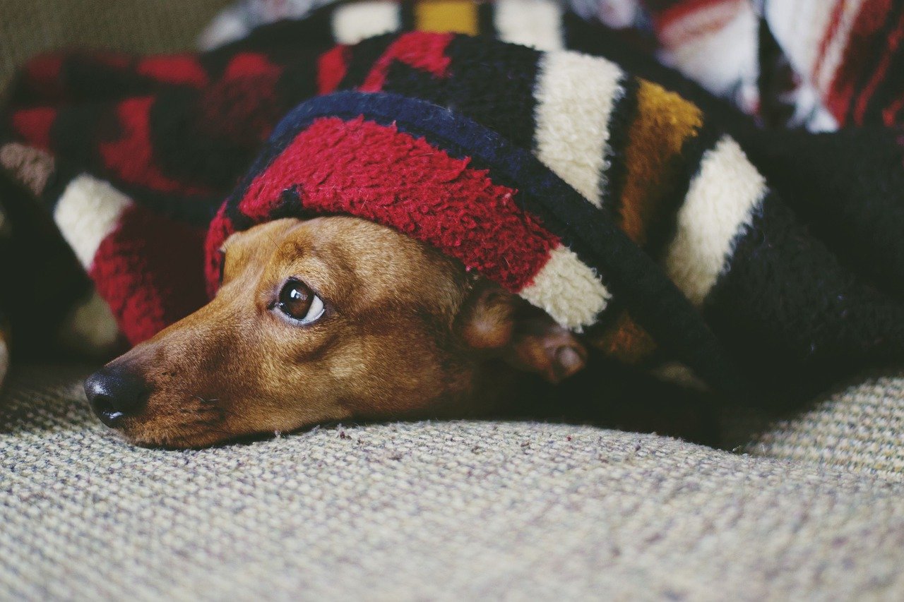 Dog hiding under a blanket