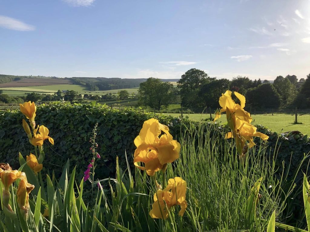 Irises Ryedale