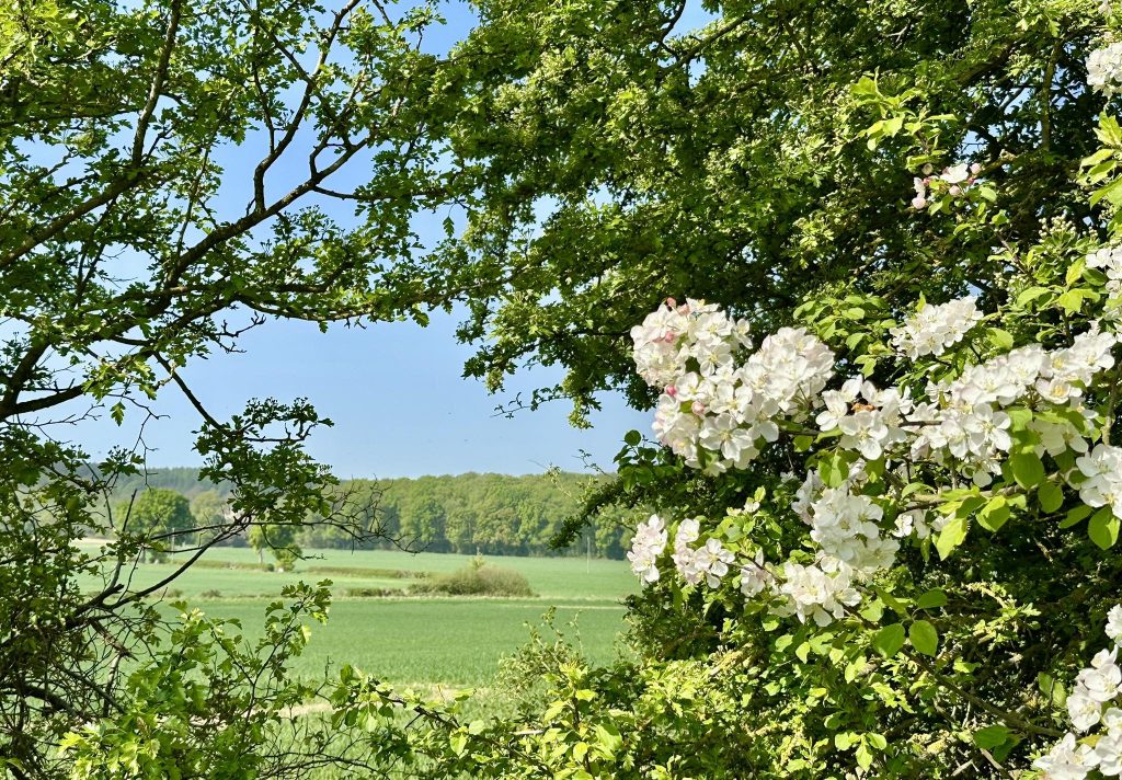 Image gallery image